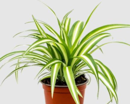 Spider Plant 4"