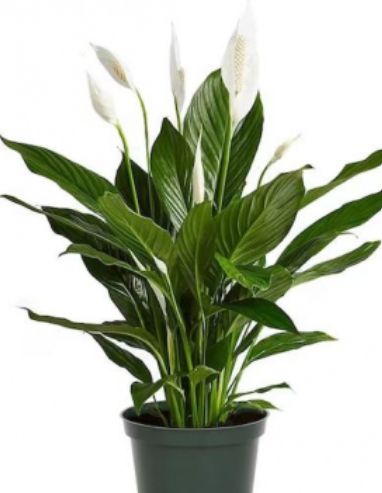 Peace Lily 6&quot;