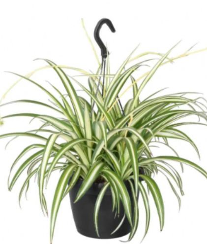 Spider Plant Hanging 10&quot;