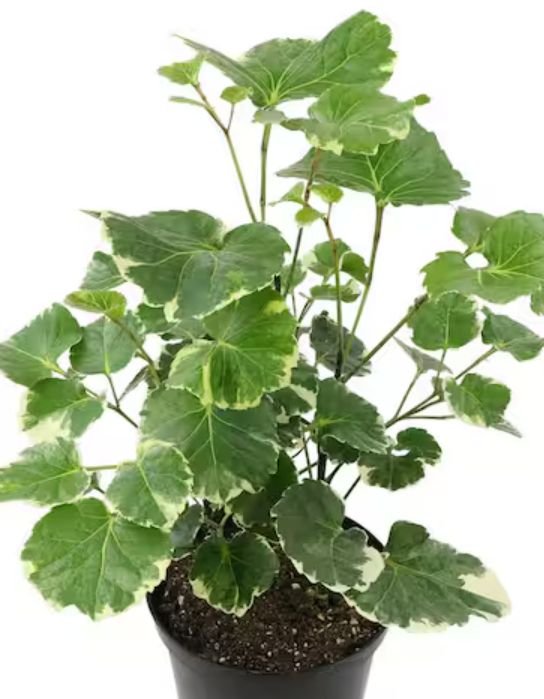 Aralia Balfour variegated 4"