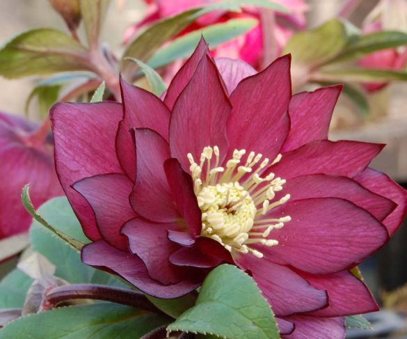 Hellebore Red Sapphire 1 gal