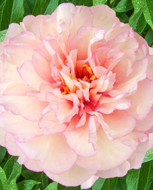 Itoh Peony Scrumdidleumptious 2 gal
