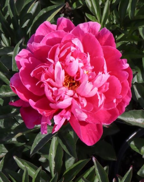 Peony Red Sarah Bernhardt #1
