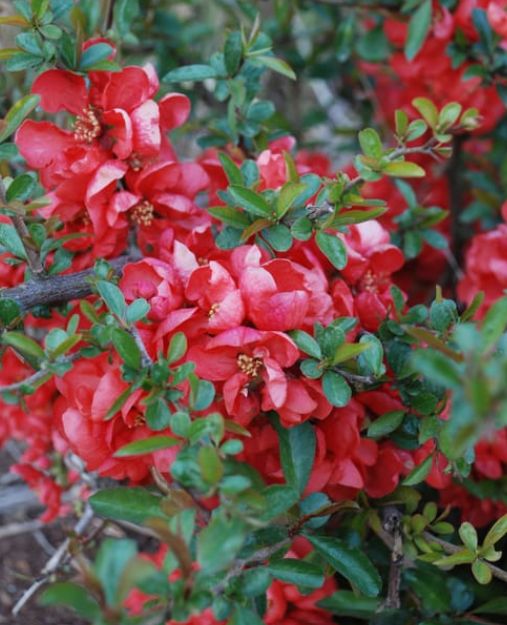 Quince Flw Texas Scarlet 1 gal