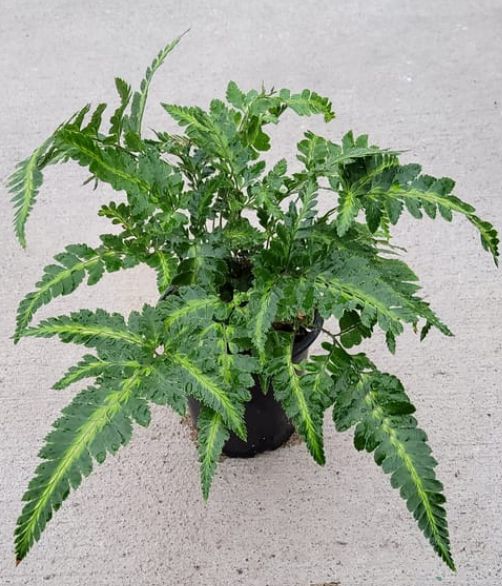 Indian Holly Fern 4&quot;