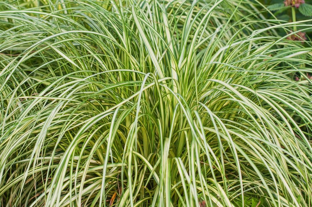 Carex Moon Falls 1 gal