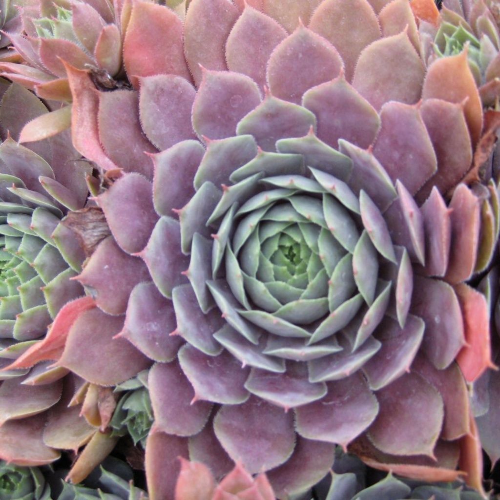 Sempervivum &#39;Purple Beauty&#39; 4&quot;