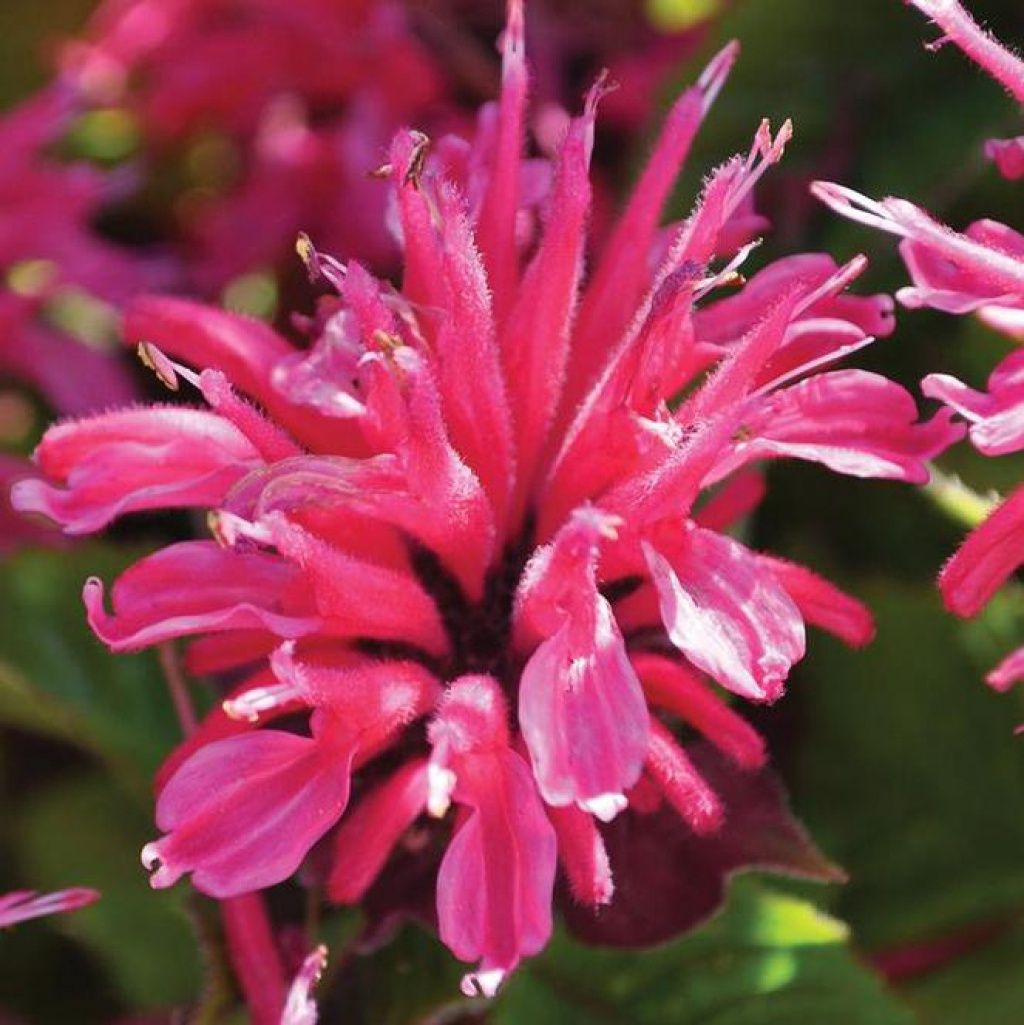 Monarda Marje Rose Qt