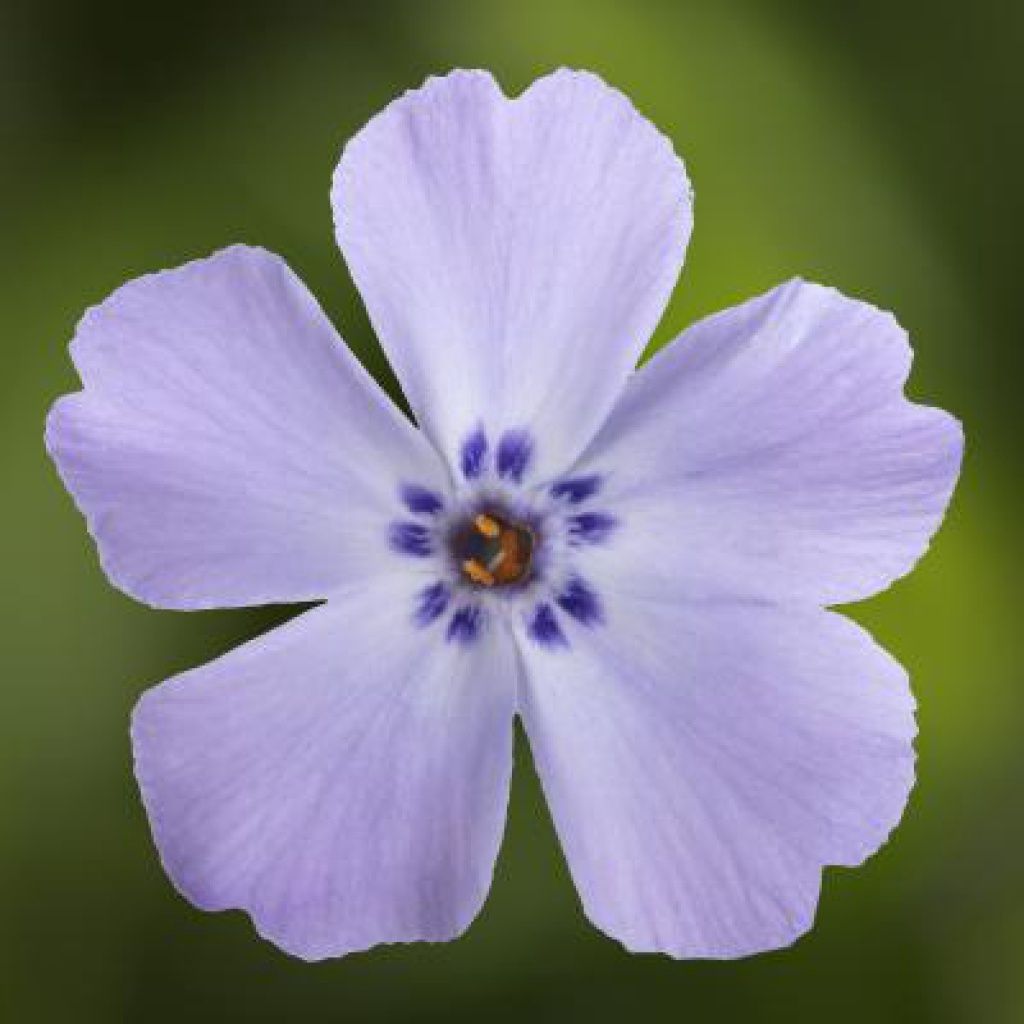 Phlox Goldiphlox Lavender w/Eye Qt