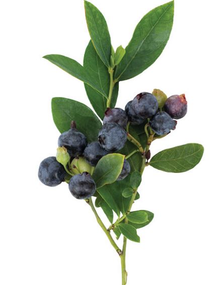 Blueberry Sapphire Cascade 1 gal