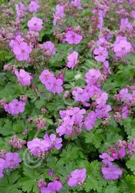 Geranium Cambridge Blue Qt