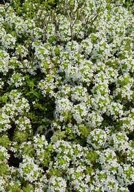 Thyme Lemon Frost 4"