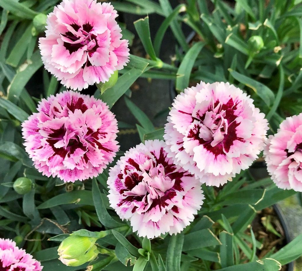 Dianthus DiaDeur Velvet &amp; White 1 gal