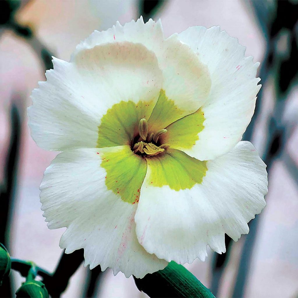 Dianthus Key Lime Pie 1 gal