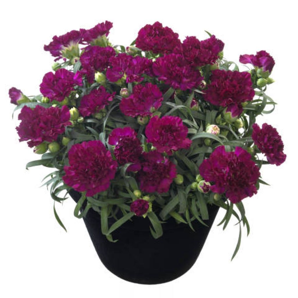 Dianthus Flow Blinky Beach 1 gal