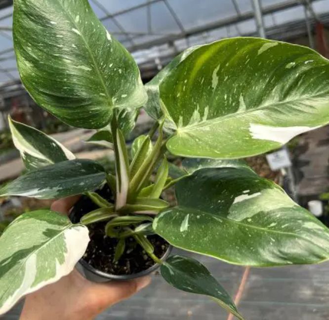 Philodendron White Wizard 4.5&quot;