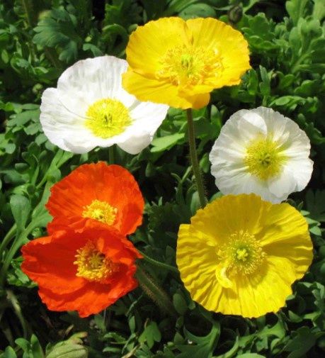 Poppy Champagne Bubbles 4&quot;
