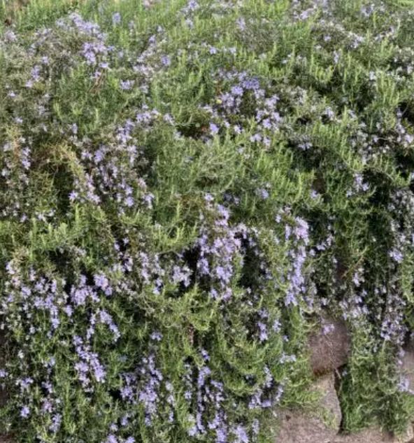 Rosemary Huntington Carpet 4&quot;