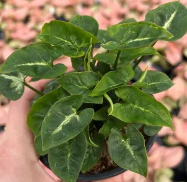 Syngonium Black Panther 4.5&quot;