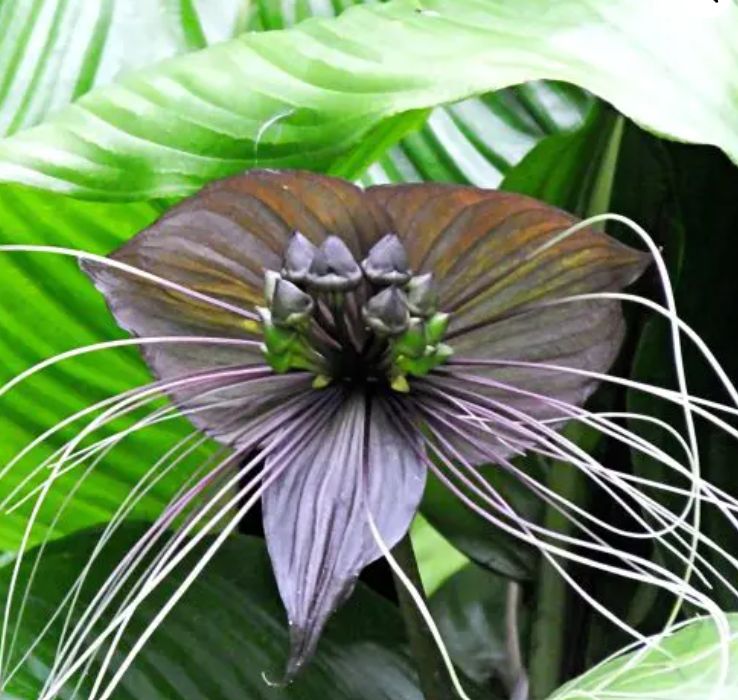 Tacca Black Bat flower 4.5&quot;