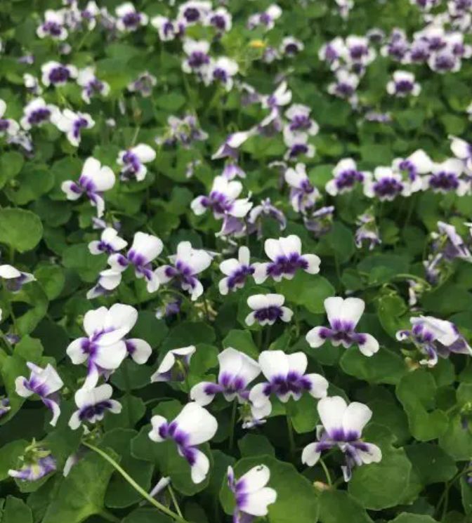 Viola hederacea  Australian Violet 4&quot;
