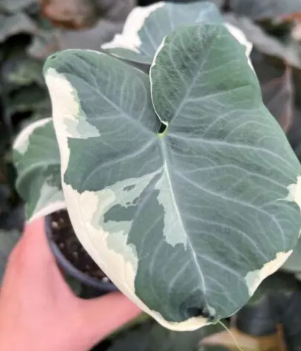 Alocasia Mickey Mouse 4.5&quot;