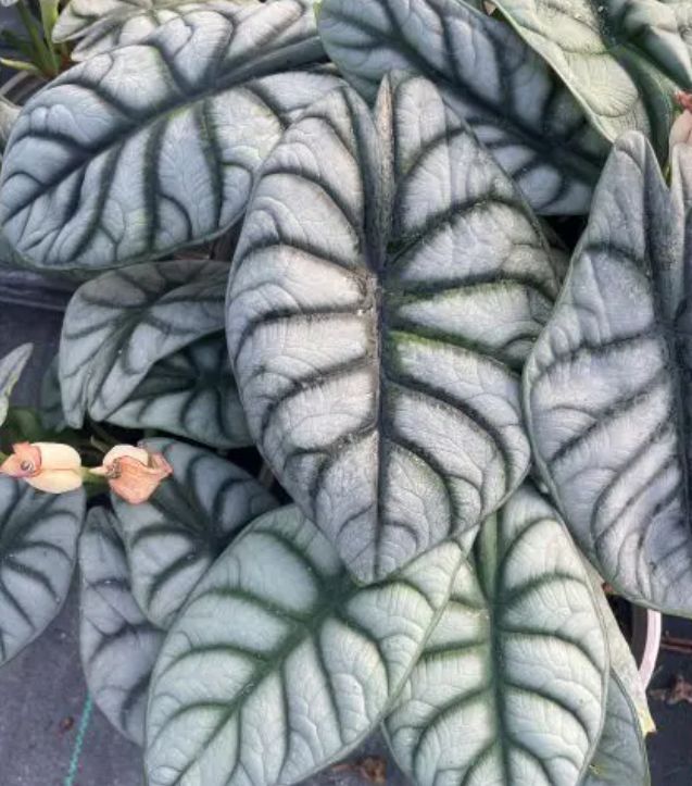 Alocasia Silver dragon 4.5&quot;