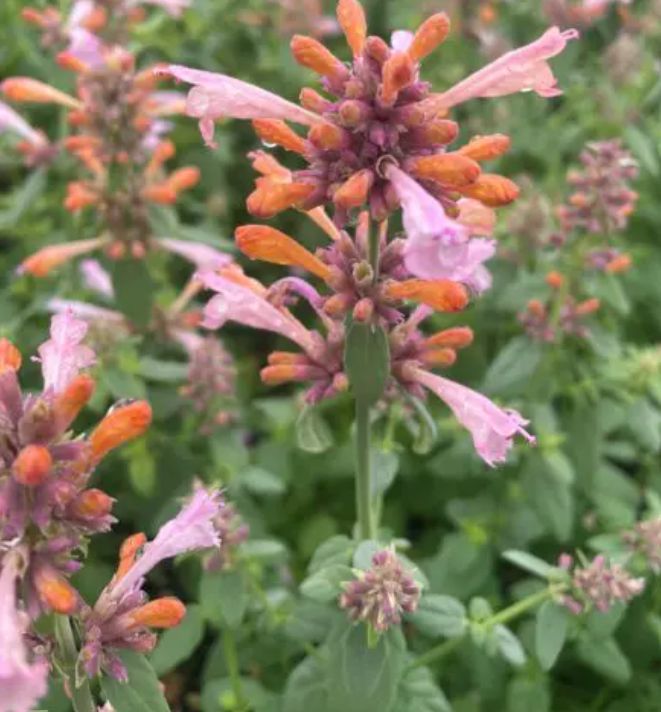 Agastache Arizona Sunset 4&quot;