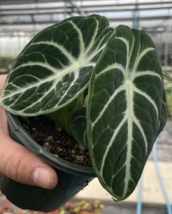 Alocasia Ninja 4.5&quot;