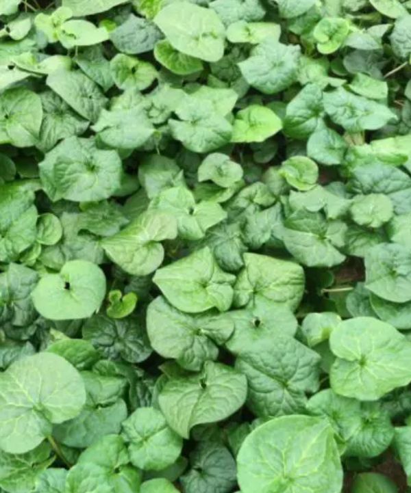 Asarum wild ginger 4&quot;