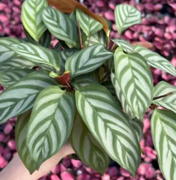 Ctenanthe Compact Star 4.5&quot;