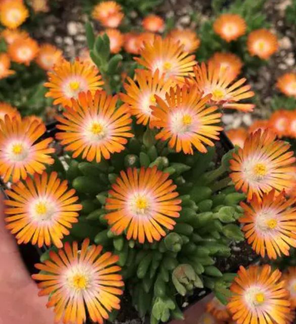 Ice Plant Desert Topaz 4&quot;