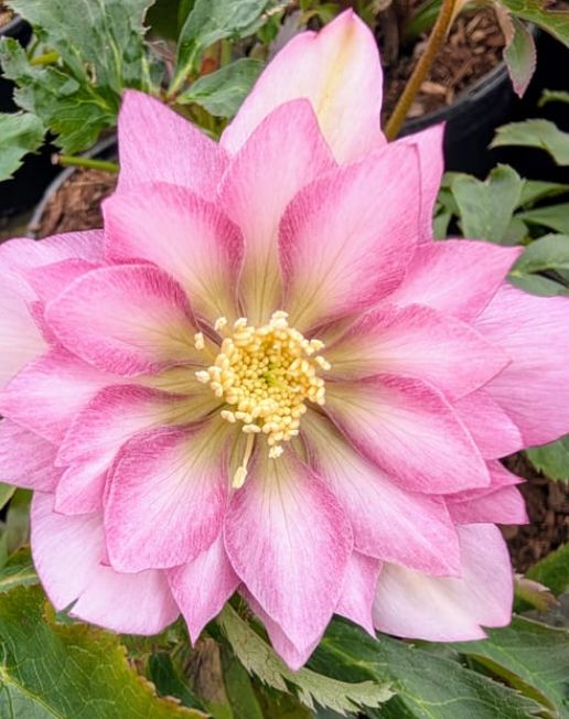 Hellebore Flower girl 1 gal