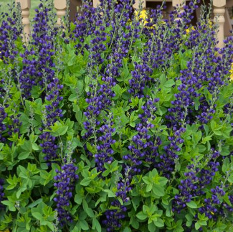 Baptisia Sparkling Sapphire 1 gal