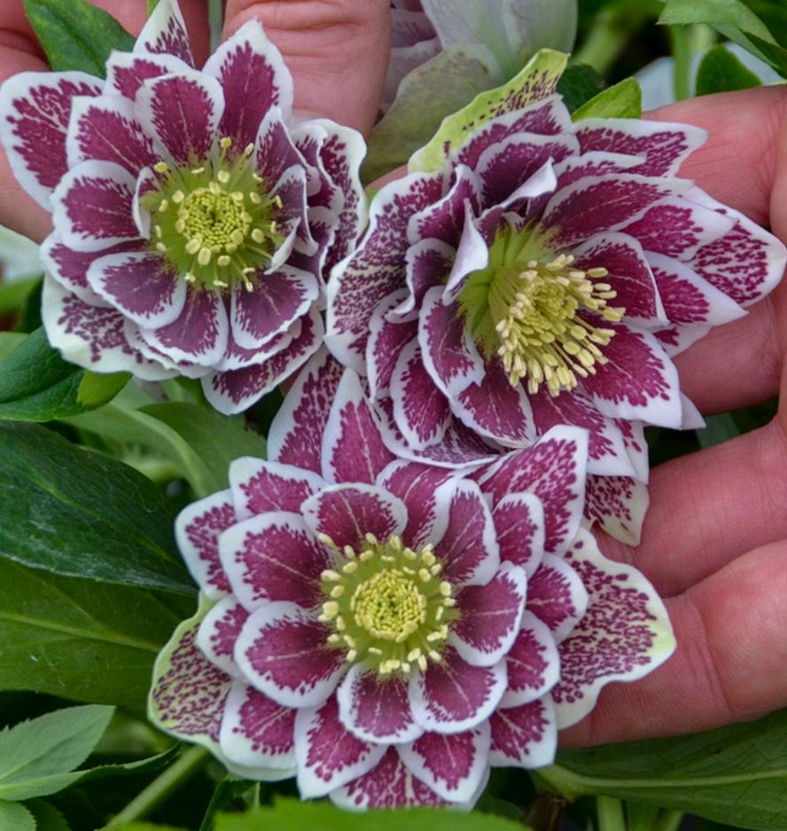 Hellebore Shotgun Wedding 1 gal