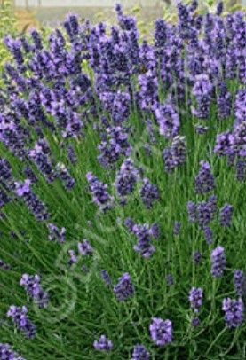 Lavender Twickle Purple 4&quot;