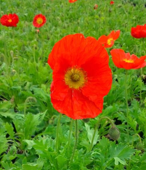 Poppy Champagne Scarlet 4&quot;