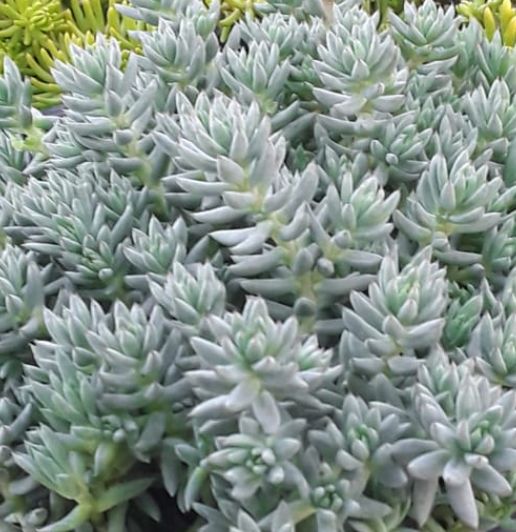 Sedum Turquoise tails 4&quot;