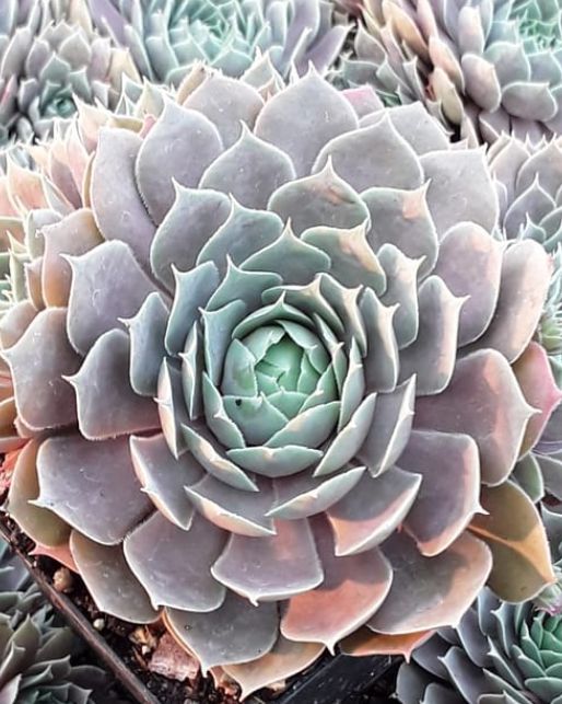Sempervivum Berry Blues 4&quot;