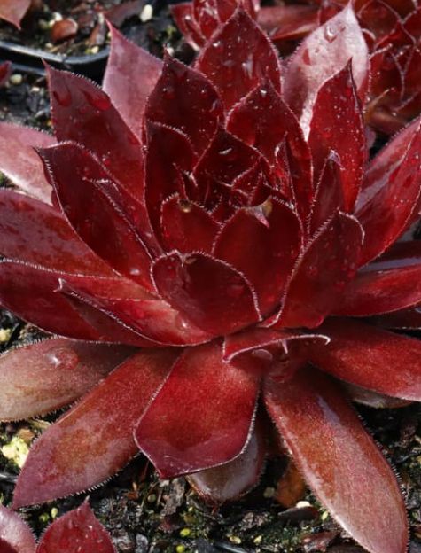 Sempervivum Cherries Jubilee 4"