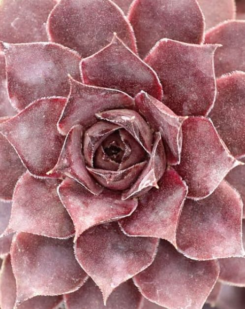 Sempervivum Grape Galaxy 4&quot;