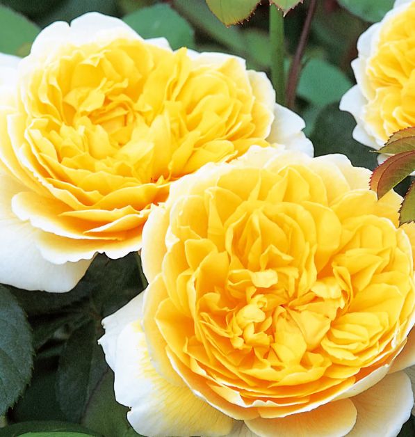 DA Rose Charlotte 3 gal