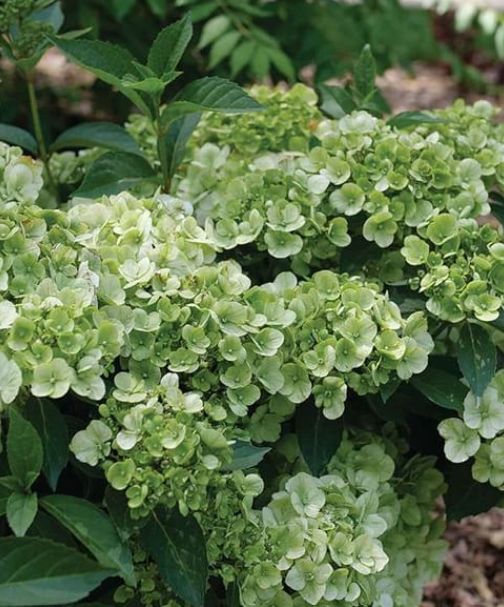 Hydrangea Fairy Trail 2 green  gal