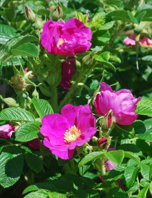 Rose Rugosa 2 gal