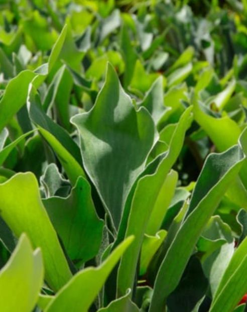 Staghorn Fern Qt