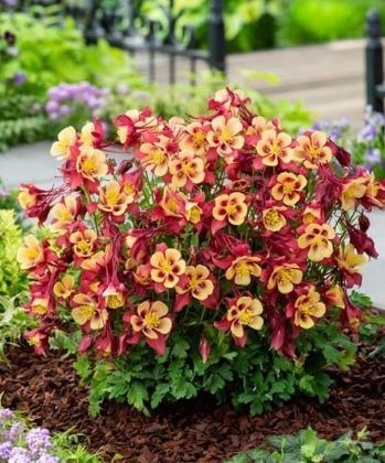 Columbine Early Bird Red/Yellow 4&quot;