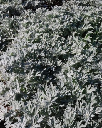 Artemisia Silver Brocade 4&quot;