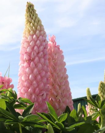 Lupine Westcountry Blossom 1 gal