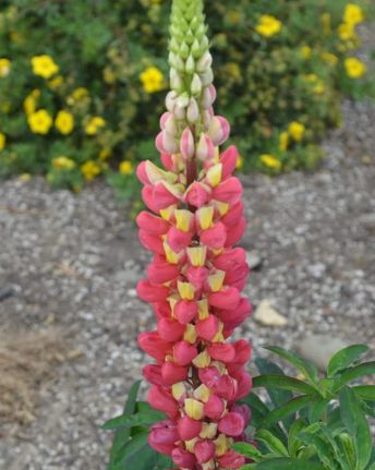 Lupine Westcountry Tequila Flame 1 gal
