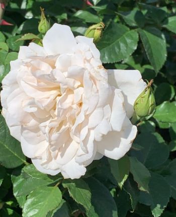 Rose Champagne Wishes 2 gal